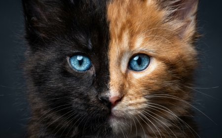 This Split-Faced Maine Coon Kitten Looks Like Two Cats in One — Here's Why