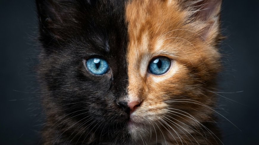 This Split-Faced Maine Coon Kitten Looks Like Two Cats in One — Here's Why